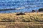 labrador coastal drive highway 510 point amour british warship hms raleigh wreckage canada october octobre 2010