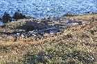 labrador coastal drive highway 510 point amour compressed air diaphone foghorn canada october octobre 2010