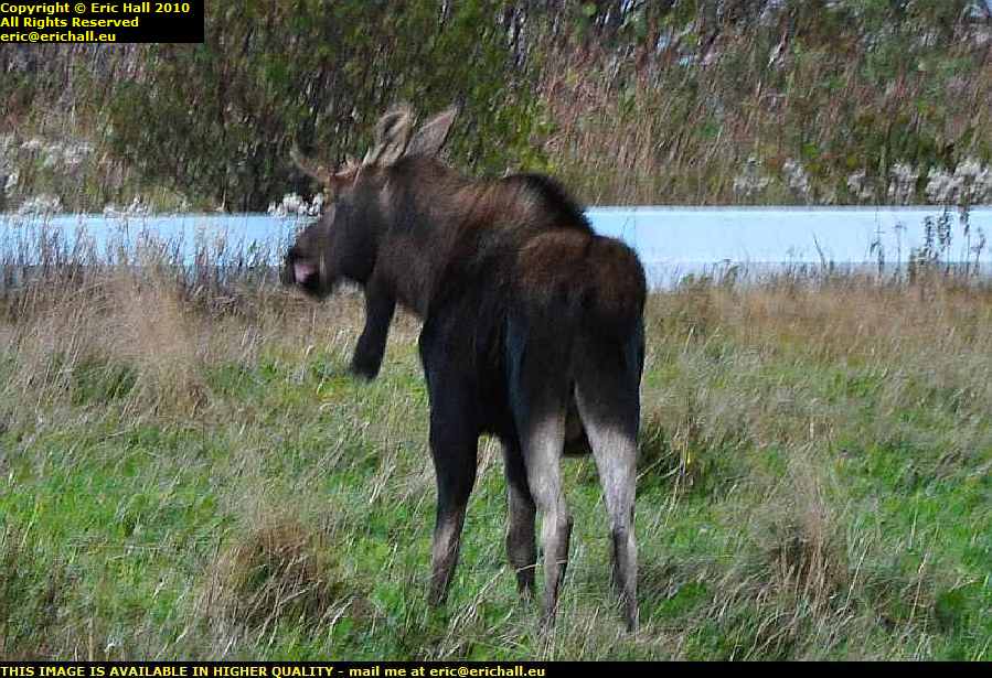 moose newfoundland canada