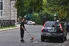 man pulled on skateboard by dog trois rivieres quebec canada september septembre 2011