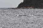 highway 138 whale havre st pierre gulf st lawrence north shore quebec canada mai may 2012