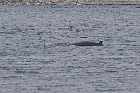 highway 138 whale havre st pierre gulf st lawrence north shore quebec canada mai may 2012