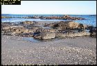 bed of lava rocks anse de sable pointe a poulin baie trinite gulf st lawrence river quebec canada september septembre 2016