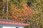 autumn colours franquelin highway 138 st lawrence river north shore quebec canada october octobre 2016