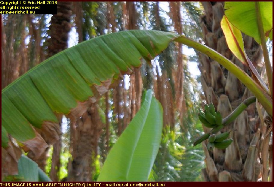 bananas oasis tozeur tunisia africa