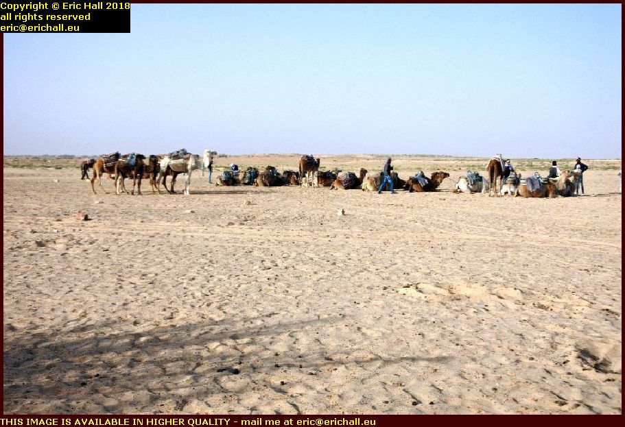 camels oasis of douz grand erg tunisia africa