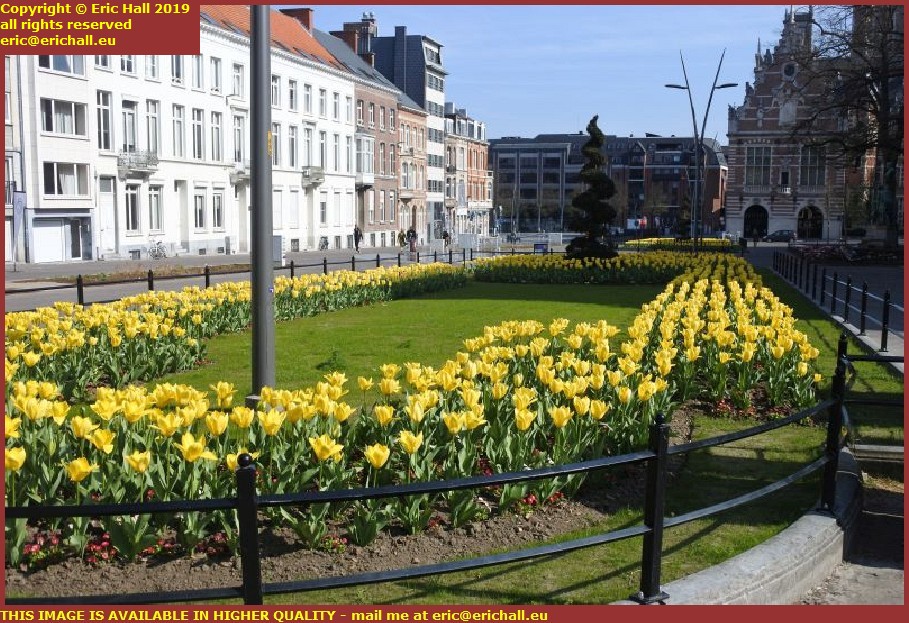 daffodils herbert hooverplein leuven belgium