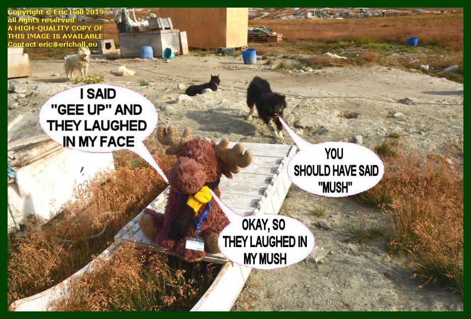 strawberry moose has fun with the sled dogs ilulissat greenland adventure canada into the north west passage august 2019 photo eric hall