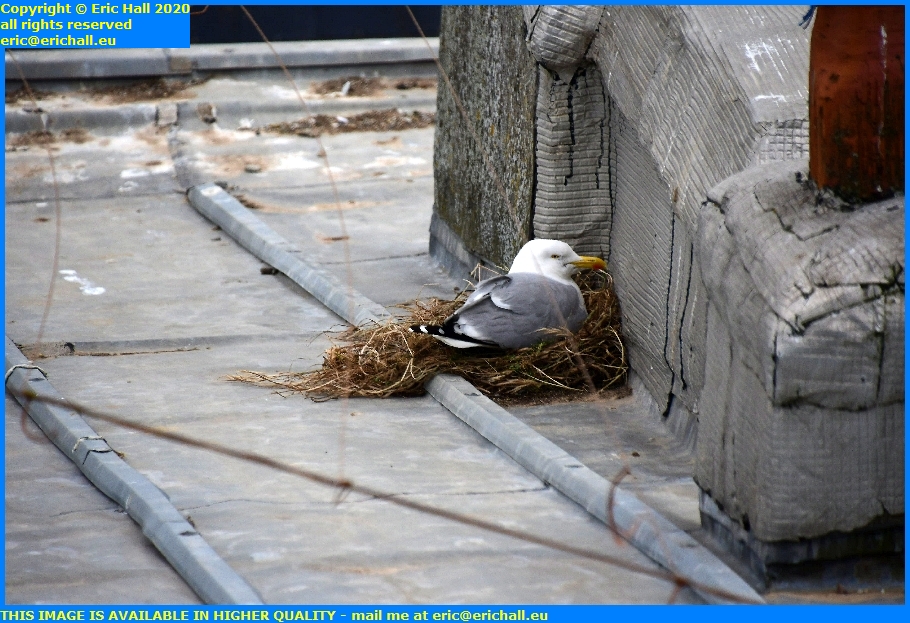 seagull nest roof rue des juifs granville manche normandy france eric hall
