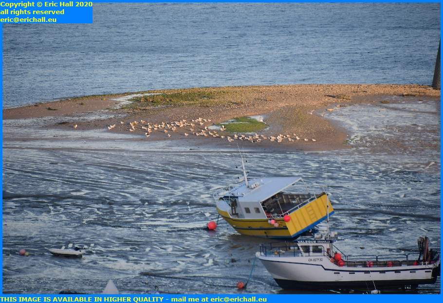 seagulls mudflats port de granville harbour manche normandy france eric hall