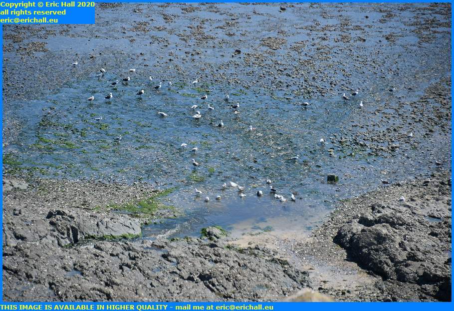 feeding frenzy seagulls tidal pool granville manche normandy france eric hall