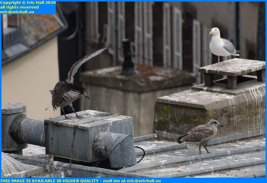 baby seagull flying rue des juifs granville manche normandy france eric hall