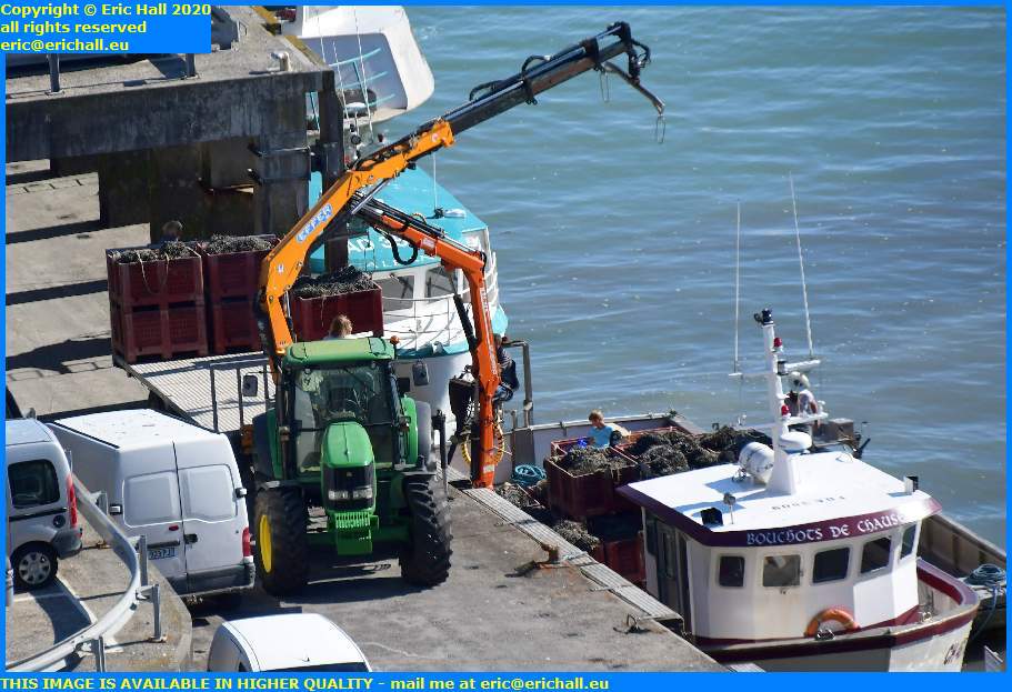 unloading bouchots de chausey port de granville harbour manche normandy france eric hall