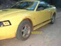 Mustang in the Canjilon Mountains New Mexico