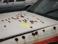 NASSAU COUNTY Long Island Police car shot full of bullet holes copyright free photo royalty free photo