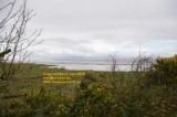 view through the gorse bushes across the Solway Firth Solway Junction Railway mars march 2008 copyright free photo royalty free photo