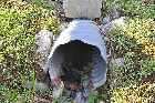 corrugated steel culvert rotten under road hazel hill canso nova scotia canada october octobre 2010