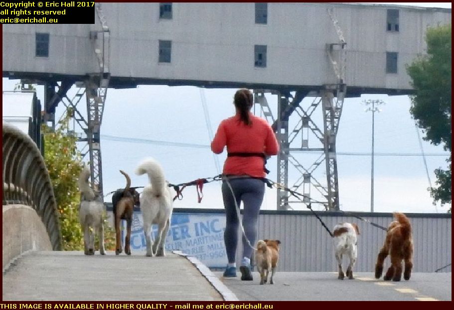 woman taking dogs for a run montreal quebec canada Octobre october 2017