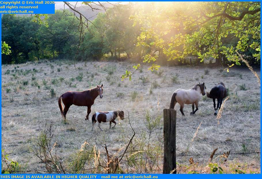 horses vichier pouzol puy de dome france eric hall