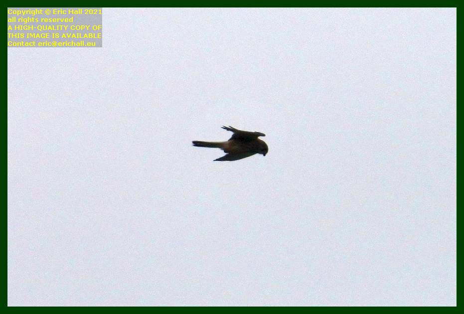 bird of prey pointe du roc Granville Manche Normandy France Eric Hall