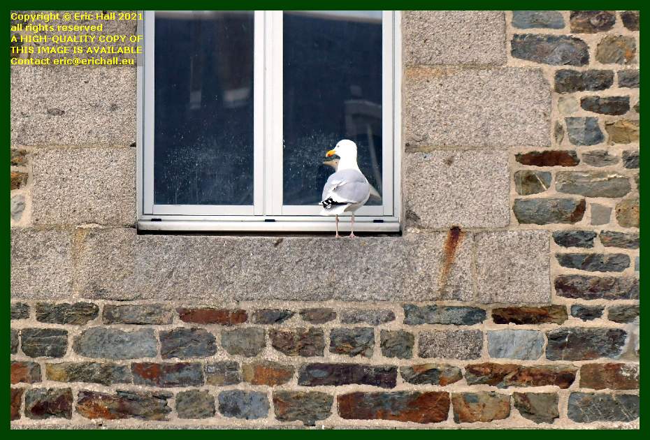 seagull windowsill place d'armes Granville Manche Normandy France Eric Hall