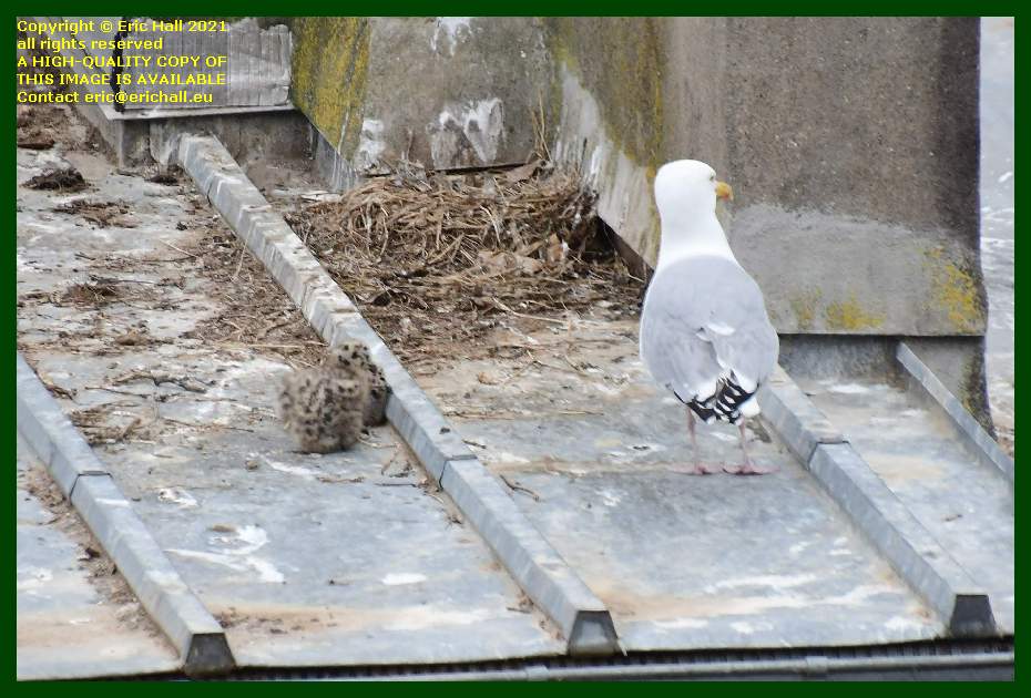 mother seagull with chicks rue des juifs Granville france photo Eric Hall June 2021