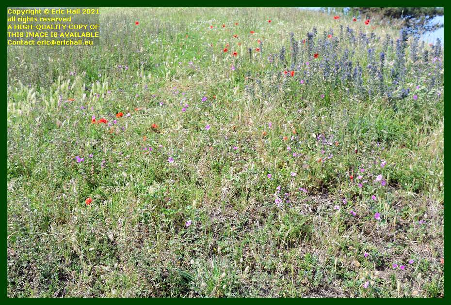 wild flowers pointe du roc Granville france photo Eric Hall June 2021