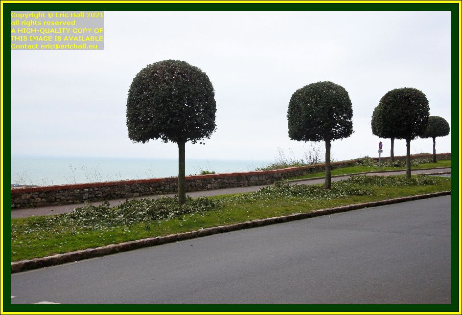cutting trees boulevard vaufleury Granville Manche Normandy France Eric Hall photo December 2021