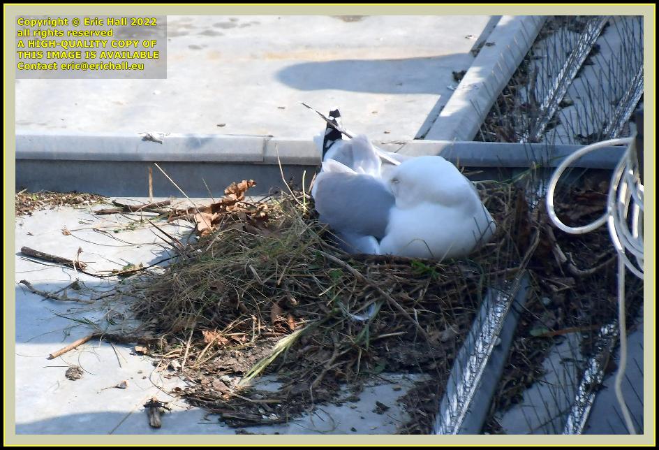 seagull nesting rue des juifs Granville Manche Normandy France Eric Hall photo April 2022