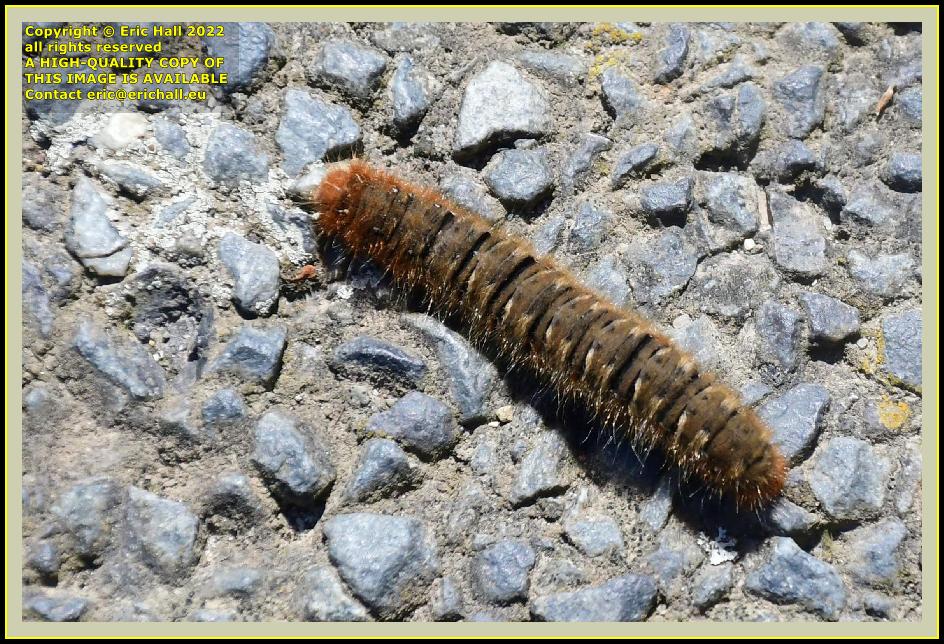 caterpillar pointe du roc Granville Manche Normandy France photo Eric Hall may 2022