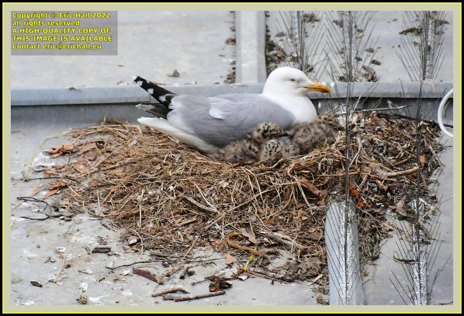 seagull with chicks rue des juifs Granville Manche Normandy France photo Eric Hall may 2022