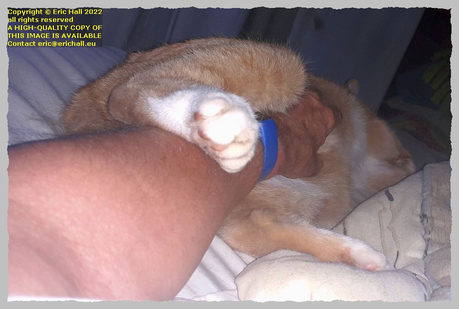 oscar the cat centreville new brunswick Canada Eric Hall photo 10th October 2022