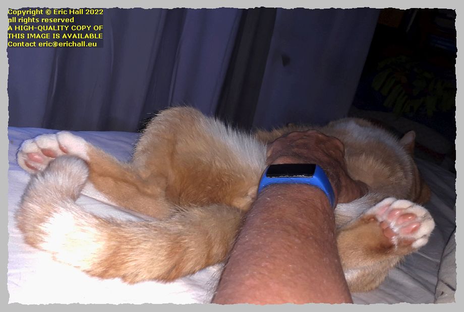 oscar the cat centreville new brunswick Canada Eric Hall photo 10th October 2022