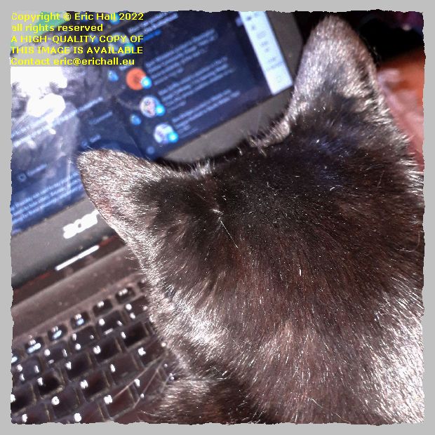 cujo the killer cat centreville new brunswick Canada Eric Hall photo 11th October 2022