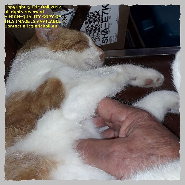 mill cat centreville new brunswick Canada Eric Hall photo 14th October 2022