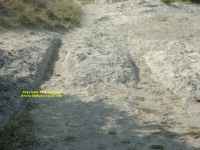 Southern Wyoming - Oregon and California Trail - trail ruts 